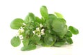 Watercress