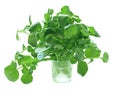 Watercress