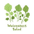 Watercress fresh culinary plant. Cute flat illustration. Green seasoning cooking herbs. Hand drawn vector icon on a Royalty Free Stock Photo