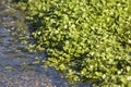 Watercress Growing In Bed