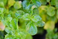 Watercress growing in the vegetable garden plant green leaf Fresh watercress salad and herb Royalty Free Stock Photo