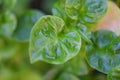 Watercress growing in the vegetable garden plant green leaf, Fresh watercress salad and herb Royalty Free Stock Photo