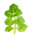 Watercress leaf, also known as yellowcress, close up, from above