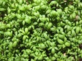 Watercress (Lepidium sativum)