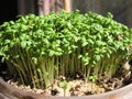 Watercress (Lepidium sativum)