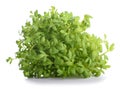 Watercress Lepidium sativum