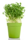 Watercress Lepidium sativum Royalty Free Stock Photo