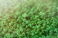 Watercress microgreen. Green leaf texture Royalty Free Stock Photo