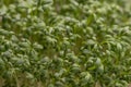 Watercress microplants closeup Royalty Free Stock Photo