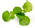 Watercress