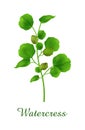 Watercress plant, food green grasses herbs and plants collection Royalty Free Stock Photo