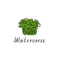 Watercress salad flat simple sketch. Vegetable herb green vector illustration. Botanical design Royalty Free Stock Photo