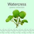 Watercress vector illustration