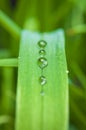 Waterdop on the leaf Royalty Free Stock Photo