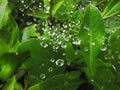 waterdops on the spiderweb Royalty Free Stock Photo
