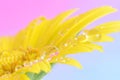 Yellow flower daisy with water drop on petal Royalty Free Stock Photo