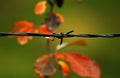 Waterdrop on a barbedwire Royalty Free Stock Photo