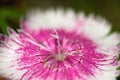 Waterdrop flower