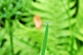 Water Drop Green Grass Blade 02 Royalty Free Stock Photo