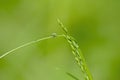 waterdrop on a grass blade Royalty Free Stock Photo