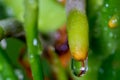 Waterdrop in a green