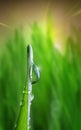 Waterdrop on green on a blade of grass