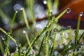 Waterdrop on green leaf after a rain.