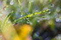 Waterdrop on green leaf after a rain.