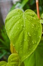 Waterdrop on green leaf after a rain.