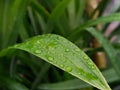 Waterdrop green pandanus leaves