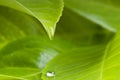 Waterdrop from leaf Royalty Free Stock Photo