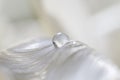 Waterdrop on leaf of a tulip