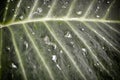 Waterdrop Leaf used as background