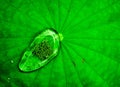 Waterdrop on the lotus leaf Royalty Free Stock Photo