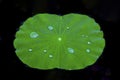 Waterdrop on lotus leaf Royalty Free Stock Photo
