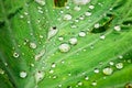 waterdrop on the lotus leaf Royalty Free Stock Photo