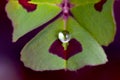 Water Drop on Spotted Medick 10