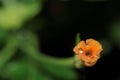 A Waterdrop on an Orange Flower