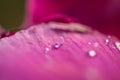 Waterdrop on pink flower leave
