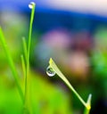 waterdrop or raindrop on grass blade macro Royalty Free Stock Photo