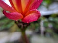 A waterdrop on a red flower with blur background.