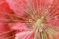 Waterdrop reflection on dandelion seed