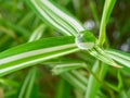 waterdrop on small plant leaf Royalty Free Stock Photo