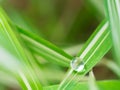 waterdrop on small plant leaf Royalty Free Stock Photo