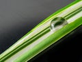 waterdrop on small plant leaf Royalty Free Stock Photo