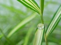 waterdrop on small plant leaf Royalty Free Stock Photo