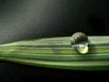 waterdrop on small plant leaf Royalty Free Stock Photo