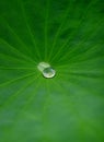 Waterdrop on lotus leaf