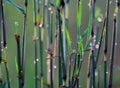 waterdroplets on the big grass with light reflecting on them