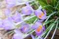 Waterdroplets on Crocus Flowers Royalty Free Stock Photo